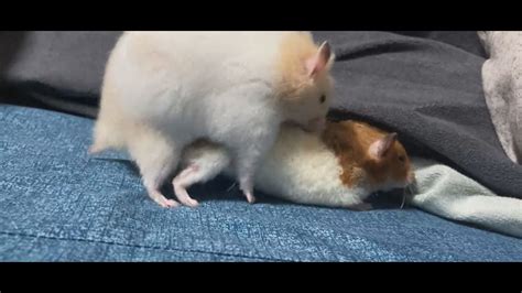 hamster sex pron